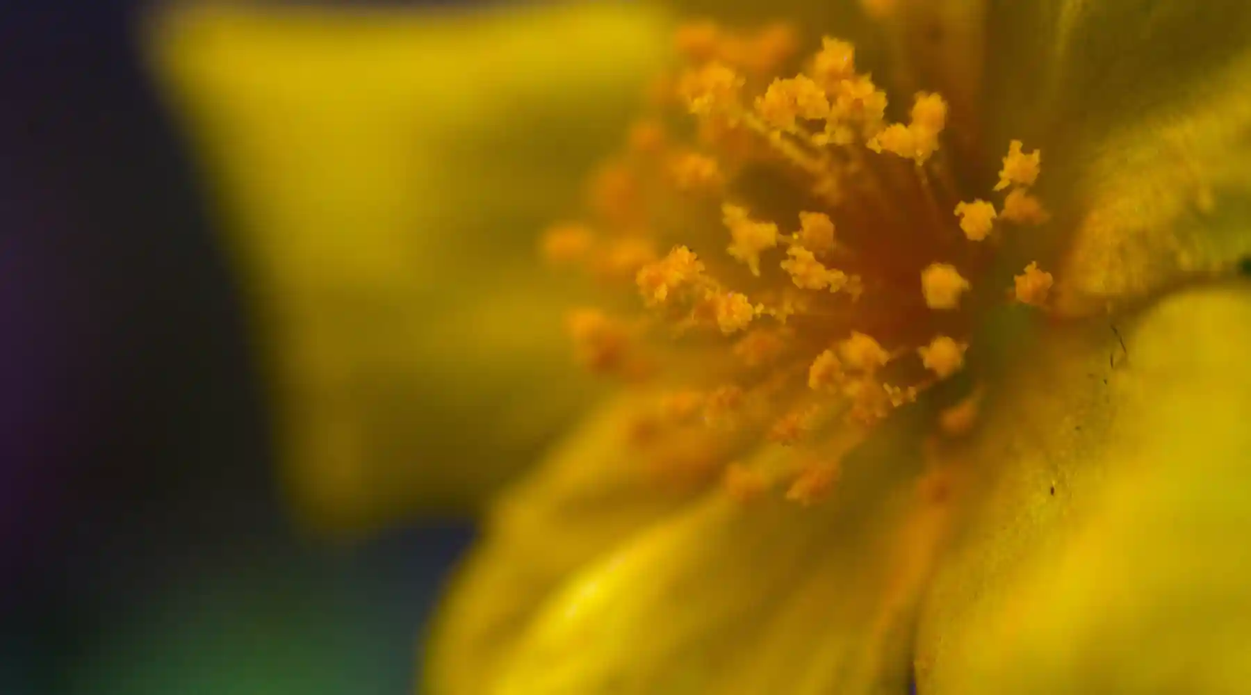 What Impact Do Seasonal Allergies Have on Your Sleep, Recovery, HRV & Respiratory Rate?